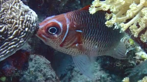 Whitetail squirrelfish, Silverspot squirrelfish at Le Meridien Maldives House Reef