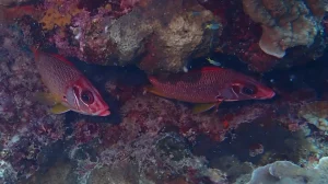 Sabre squirrelfish kingfish at Le Meridien Maldives House Reef