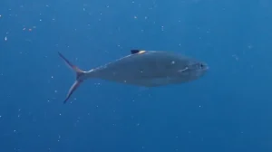 Doublespotted queenfish, Lesser queenfish kingfish at Le Meridien Maldives House Reef