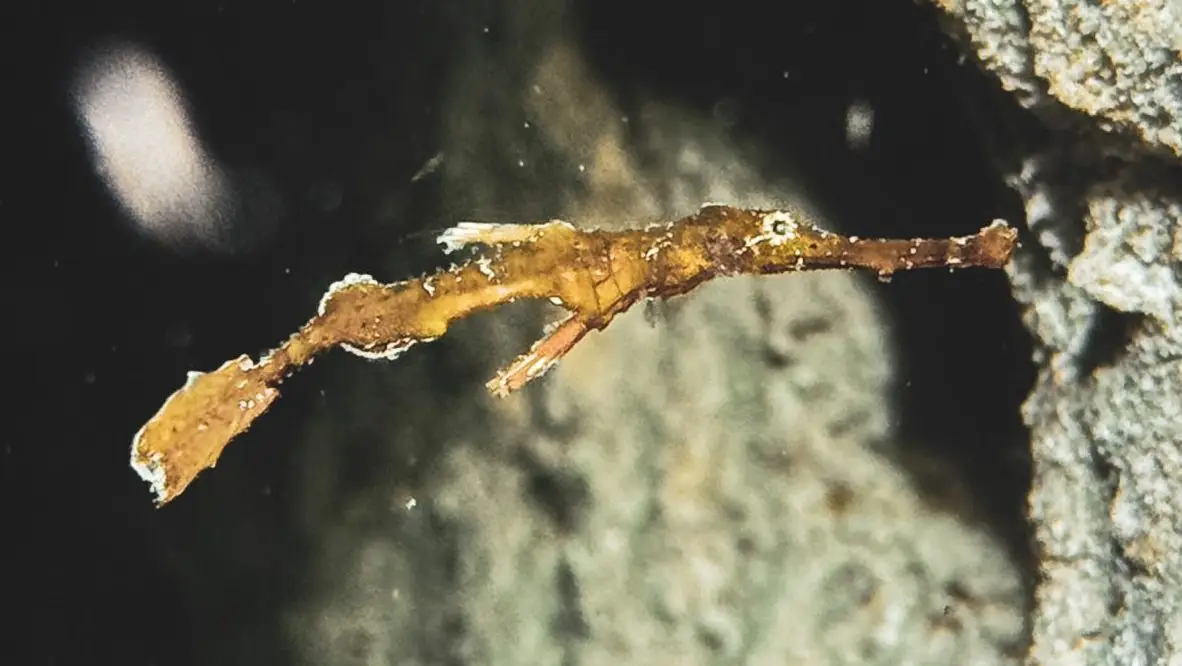 Robust ghost pipefish at Le Meridien Maldives House Reef