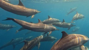Spoinner dolphin at Le Meridien Maldives House Reef