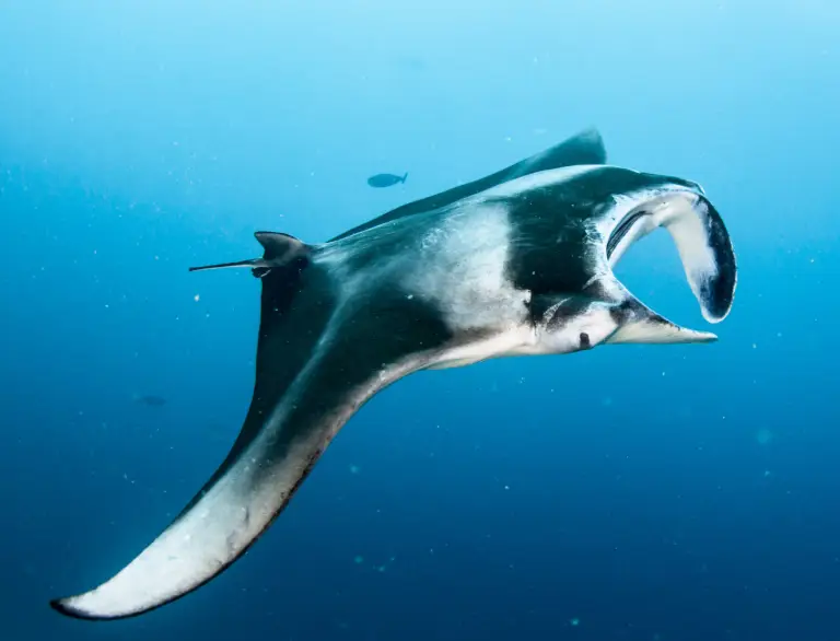 A curious Manta Ray is eying at the Underwater Camera lens