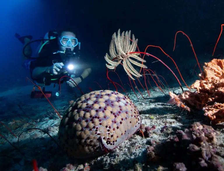 A perfectly trimmed Scuba Diver with Flashlight is pointing at a cushion Star Fish