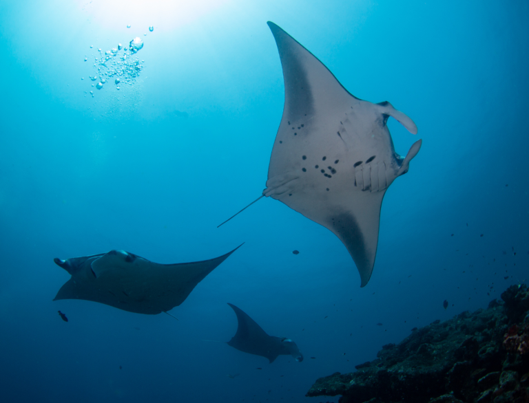 Three Manta Rays at a cleaning station photographed by during Scuba Diving