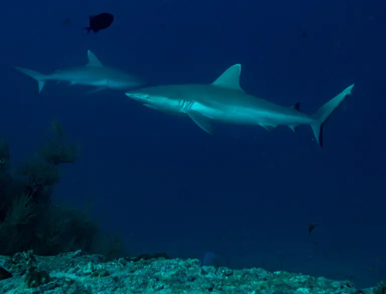 Grey Reef Sharks at Hulangu Kandu, a Top 10 Dive Spot in Maldives