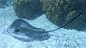 Blotched fantail ray, Marble ray at Le Meridien Maldives House Reef