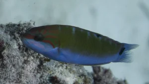 Moon wrasse, Crescent wrasse at Le Meridien Maldives House Reef