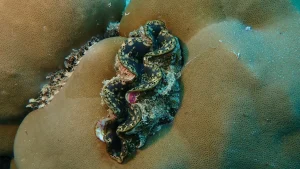 Giant clam, Maxima clam at Le Meridien Maldives House Reef