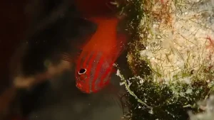Redlined pygmygoby, Stripehead pygmygoby at Le Meridien Maldives House Reef