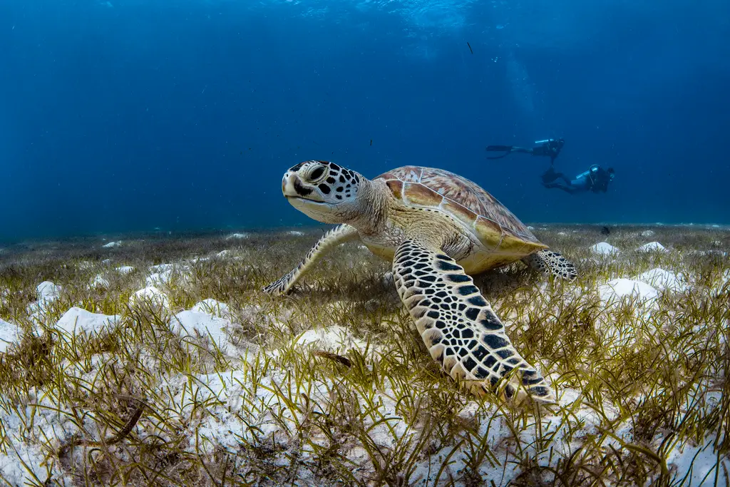 Turtle Le Meridien Maldives Resort And Spa House Reef