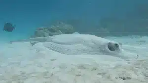 Porcupine stingray at Le Meridien Maldives House Reef