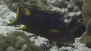 Yellow-edged lyretail at Le Meridien Maldives House Reef