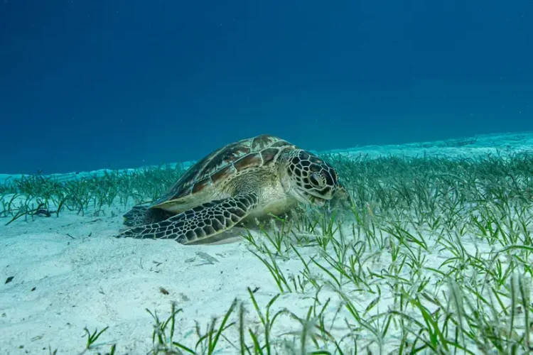 Marine Biology Maldives, A Green Turtle is feeding at Le Meridien Maldives House Reef. Picture was taken during a Scuba Dive