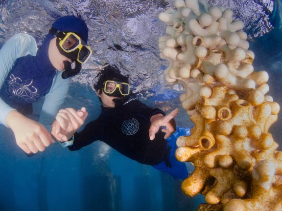Snorkeling at the Coralarium at Sirru Fen Fushi Private Lagoon Resort