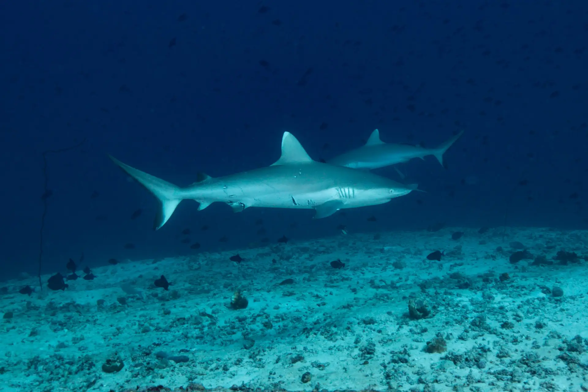 Enjoy Shark Diving in Maldives. Two Grey Reef Sharks while Scuba Diving with Sub Oceanic Maldives.
